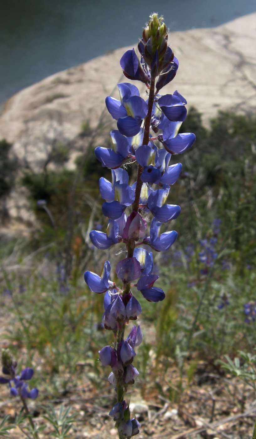 Lupin in San Dimas Canyon