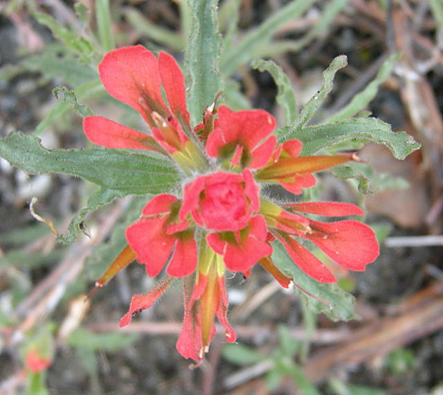 Wildflower