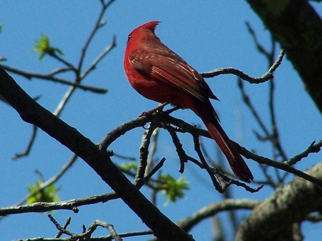 Male Cardinal