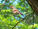 Female Cardinal