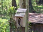 Bluebird at her nest