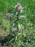 Thistle