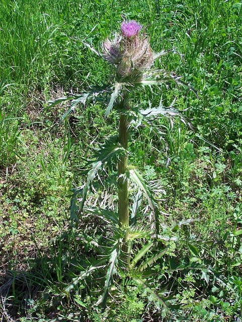 Thistle