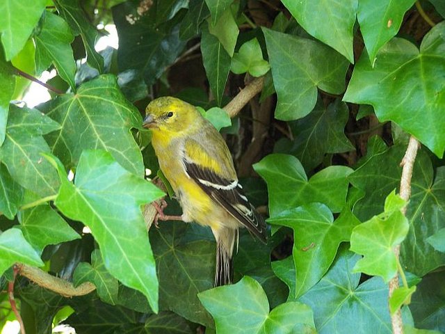 Goldfinch