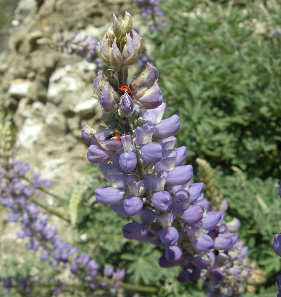 Lady Bugs on Lupine