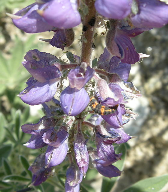 Aphids, Lady Bug Larva on Lupine