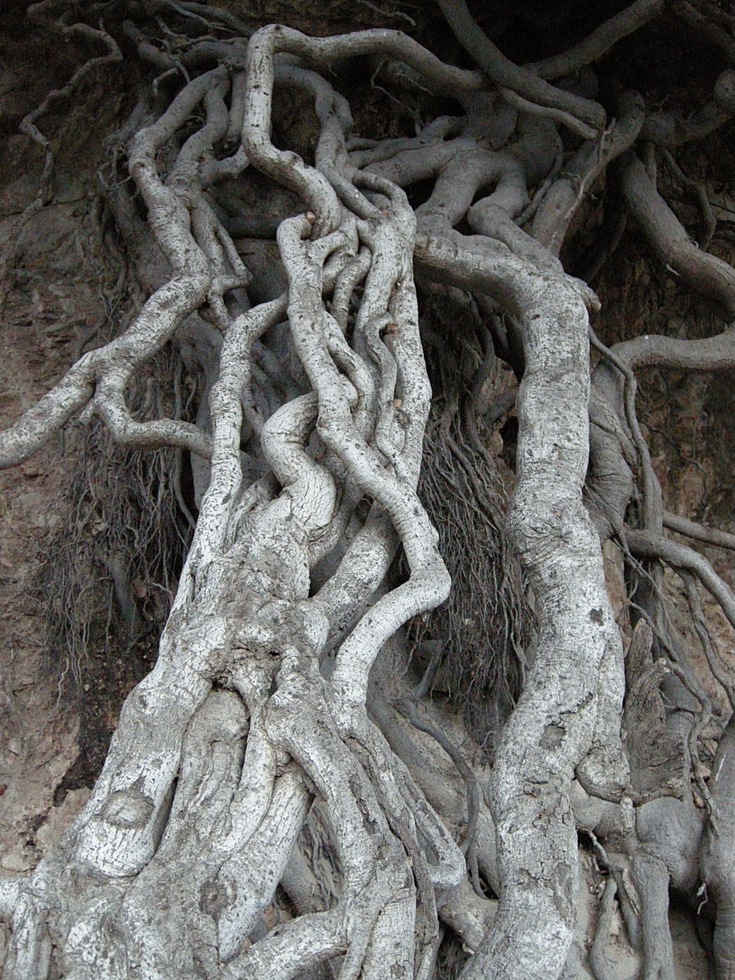 Oak Roots