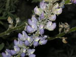 Aphids on Lupine, San Dimas Canyon