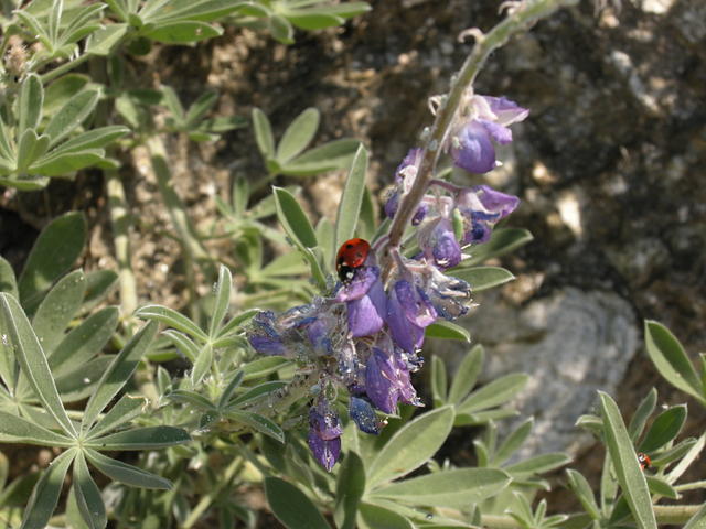 Ladybug Cleaning Lupine