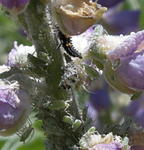 More Aphids and Ladybug Larvae