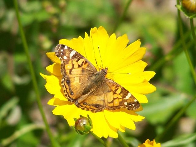 Butterfly in New London