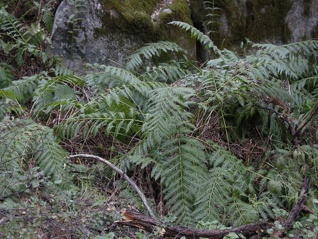 Giant Chain Fern