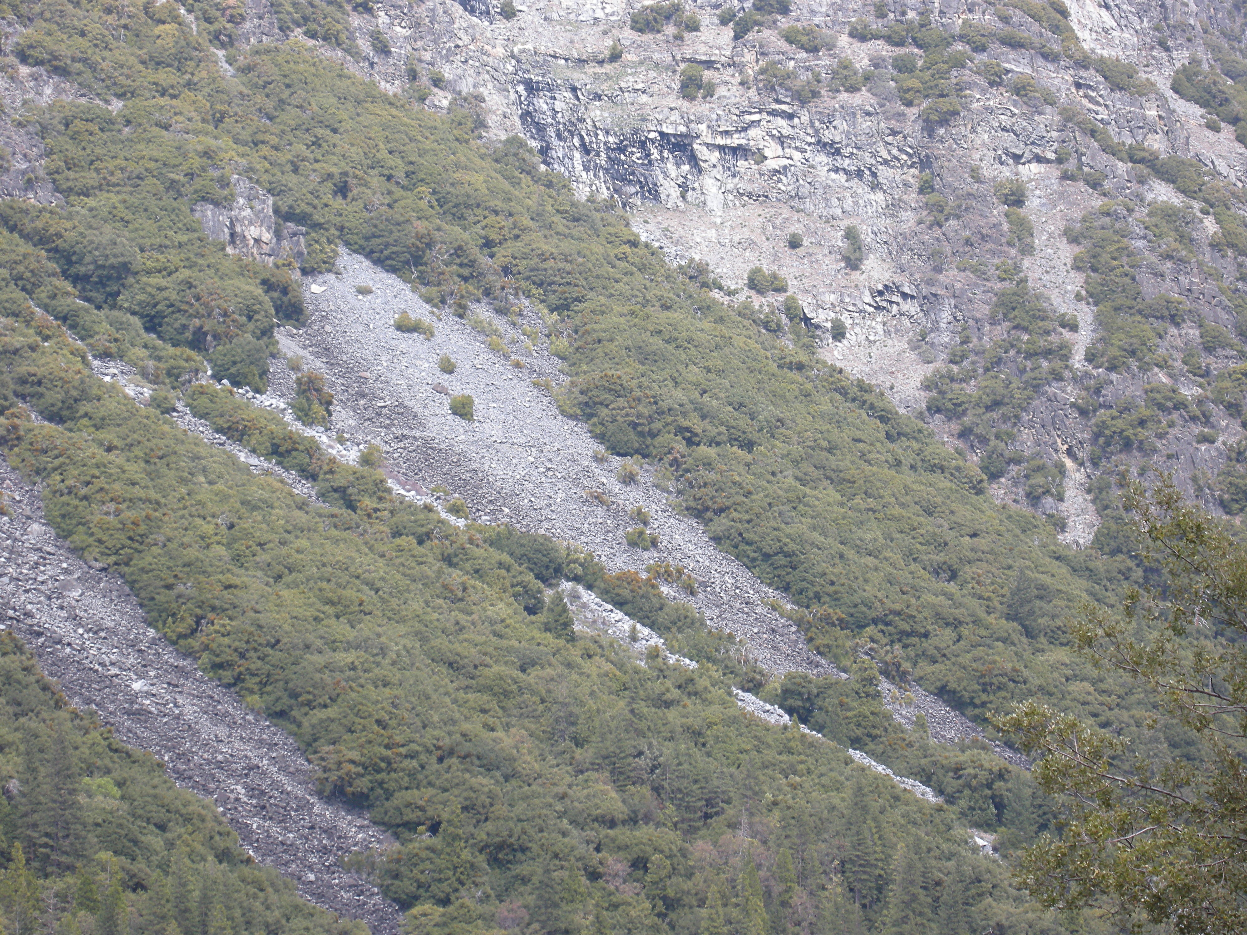 Part of the Big Oak Flat Trail