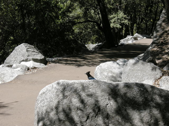 Newly paved John Muir Trail near Happy Isles