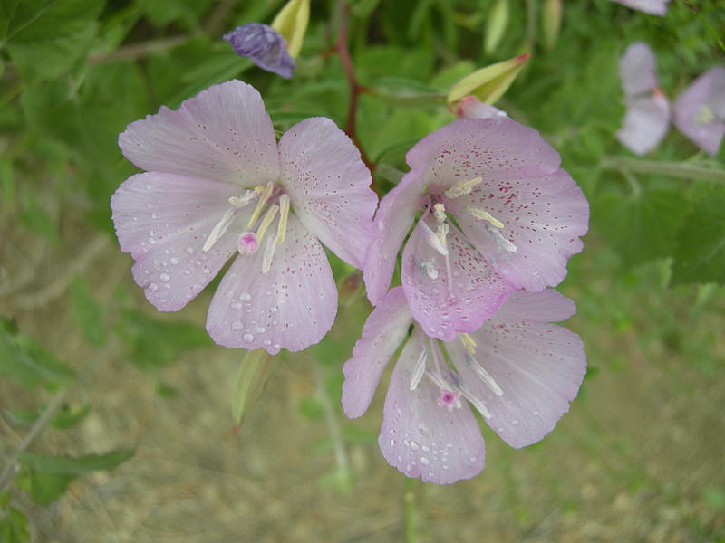 Wildflowers With Rain Drops