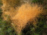 Dodder (Cuscuta californica)