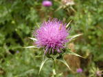 Thistle Flower