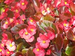 Flowers3