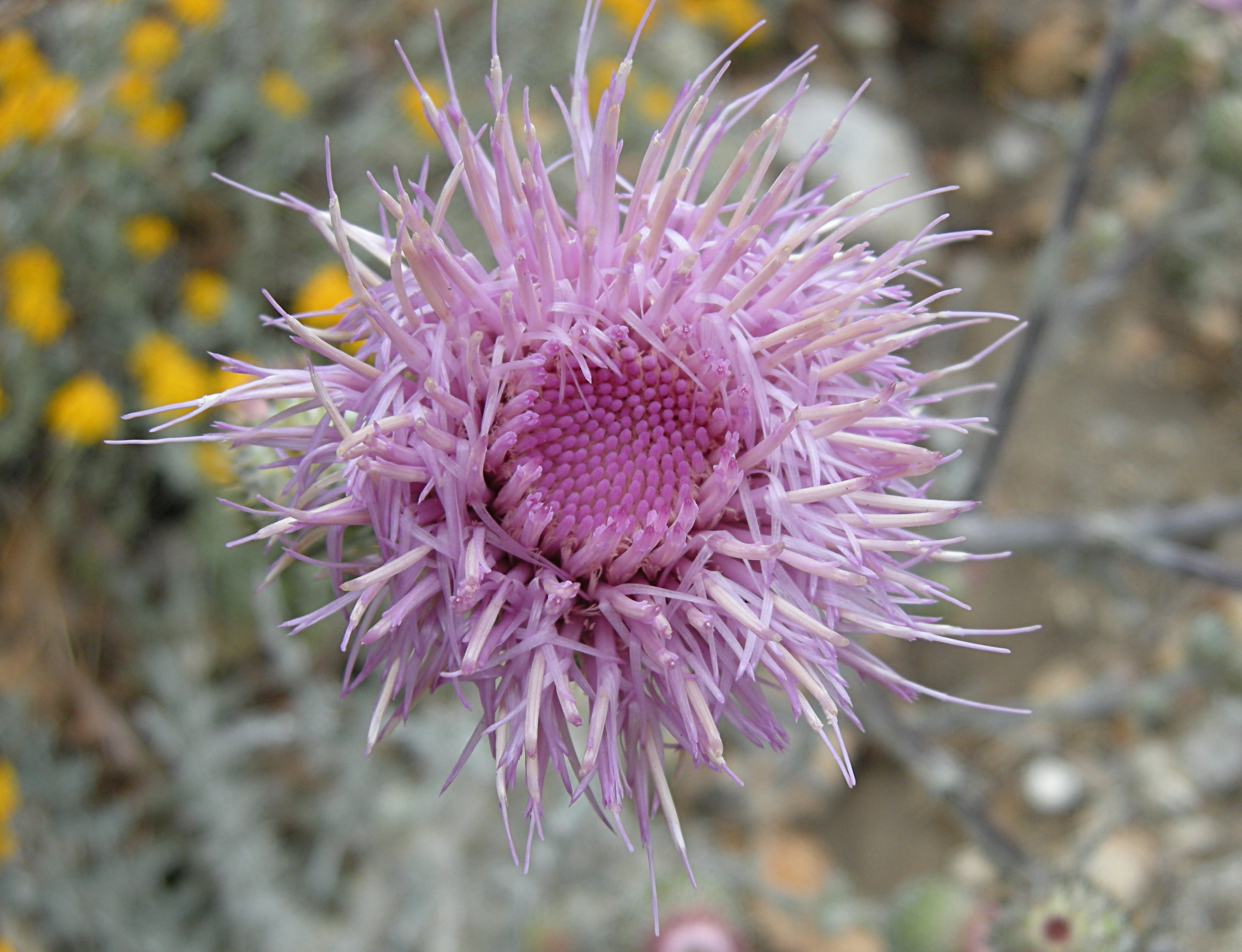 Thistle Flower