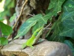 Lizard