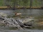 Madison River and Elk