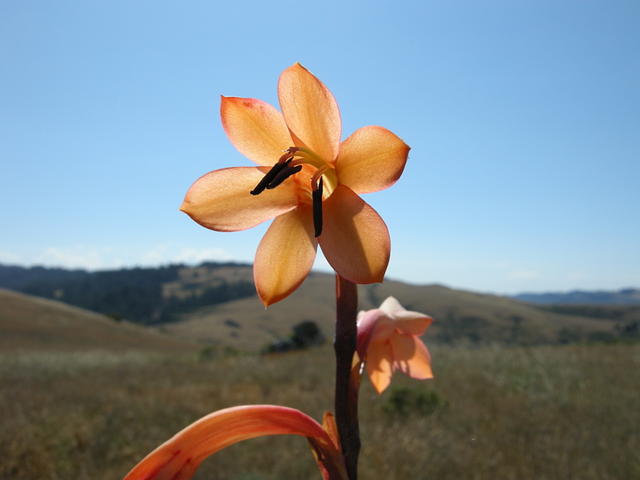 Wildflower on the Northern California Coast