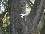 White Dove Released by the Groom