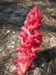 Snow Plant