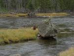 Male Elk, Madison River