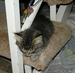 Nameless kitten ont he stairs