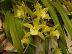 Cymbidium Orchid