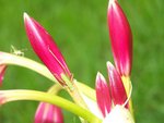 Insects on Flowers