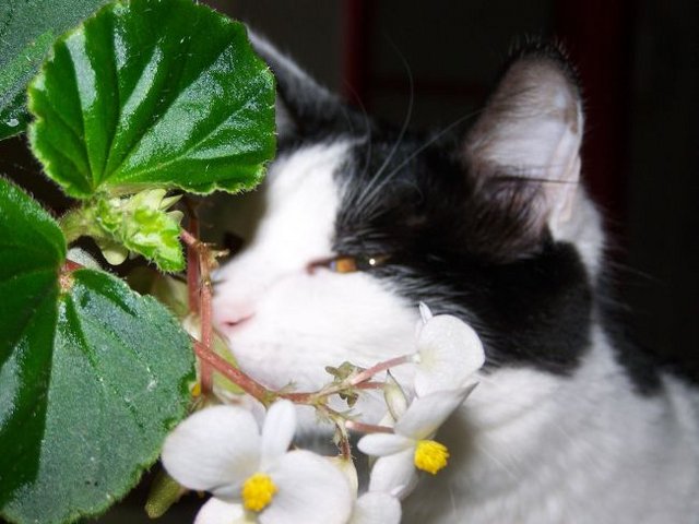 Waif stops to smell the flowers