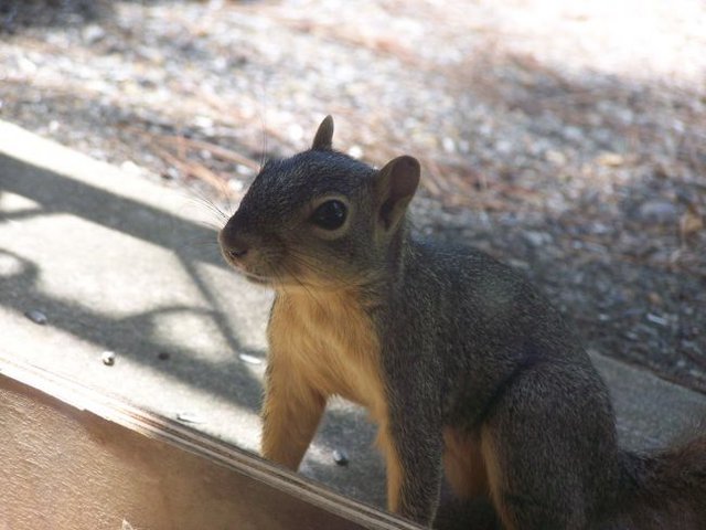 Brave Squirrel