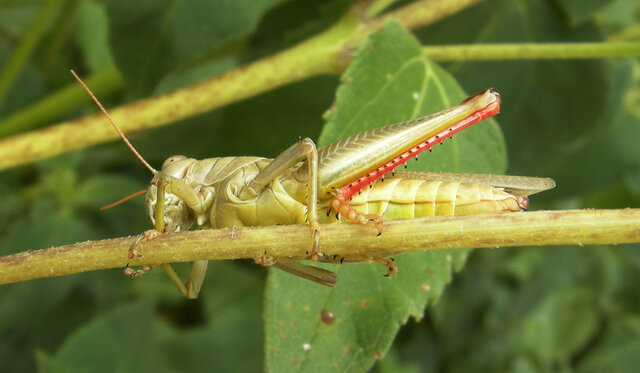 Grasshopper