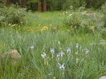 Wildflowers at North Lake Campground