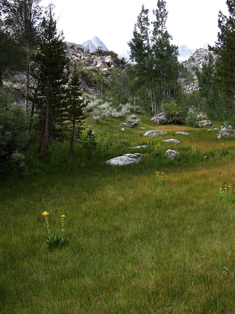 Small Meadow on North Lake Road