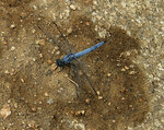 Blue Dragon Fly