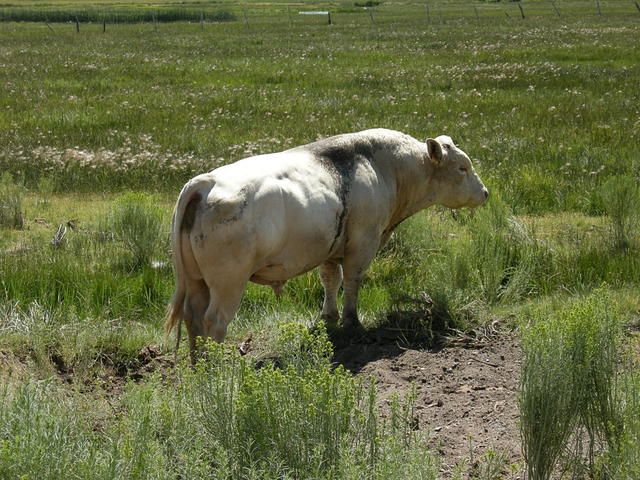 Cow