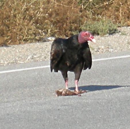 Turkey Vulture