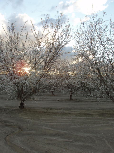 Flowering Almond Trees