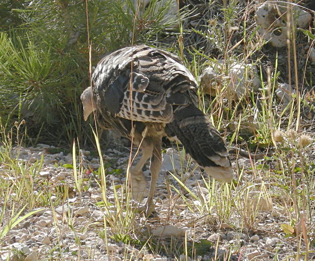 Wild Turkey Strolling Along