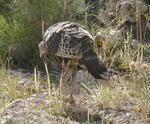 Wild Turkey Strolling Along