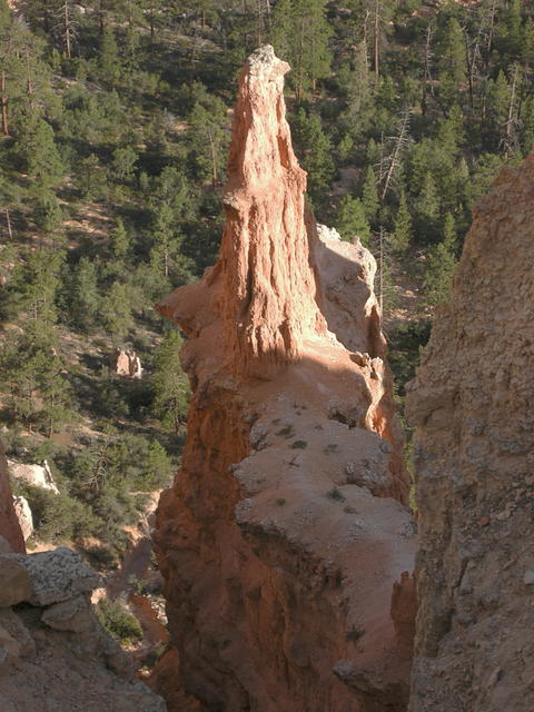 Tower and Trees