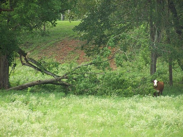 Downed Tree