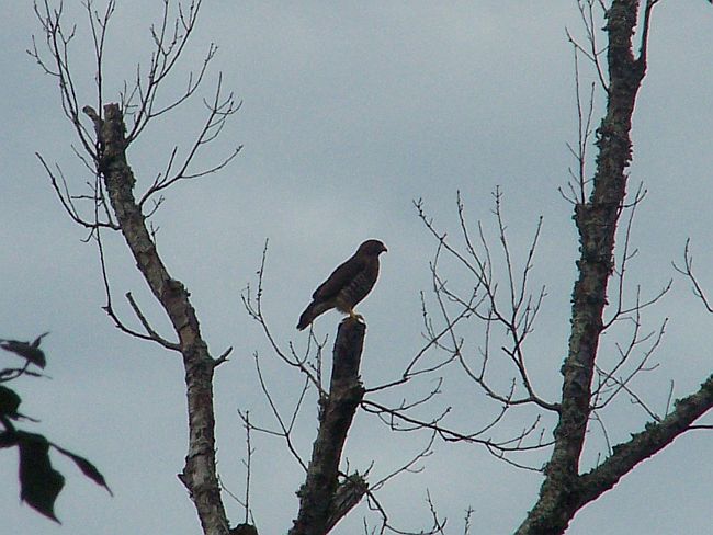 Hawk after Storm