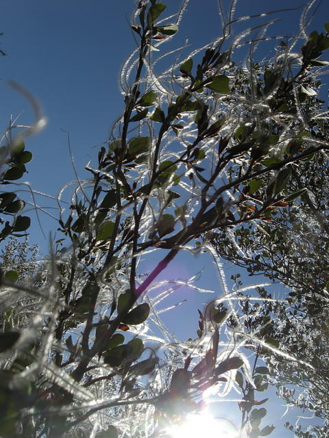 Sun Through a Bush - San Antonio Canyon