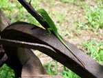 Anole