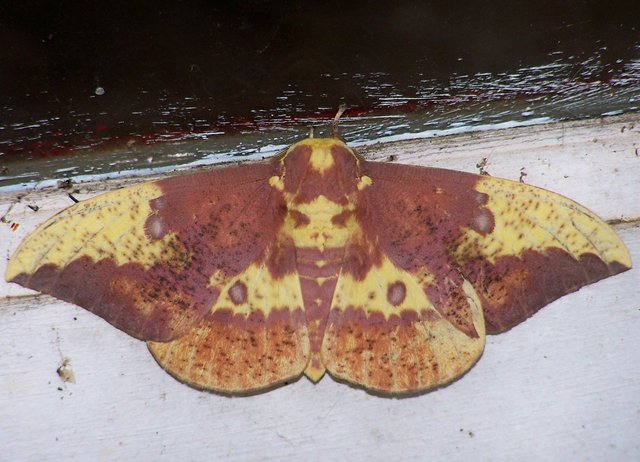 Moth