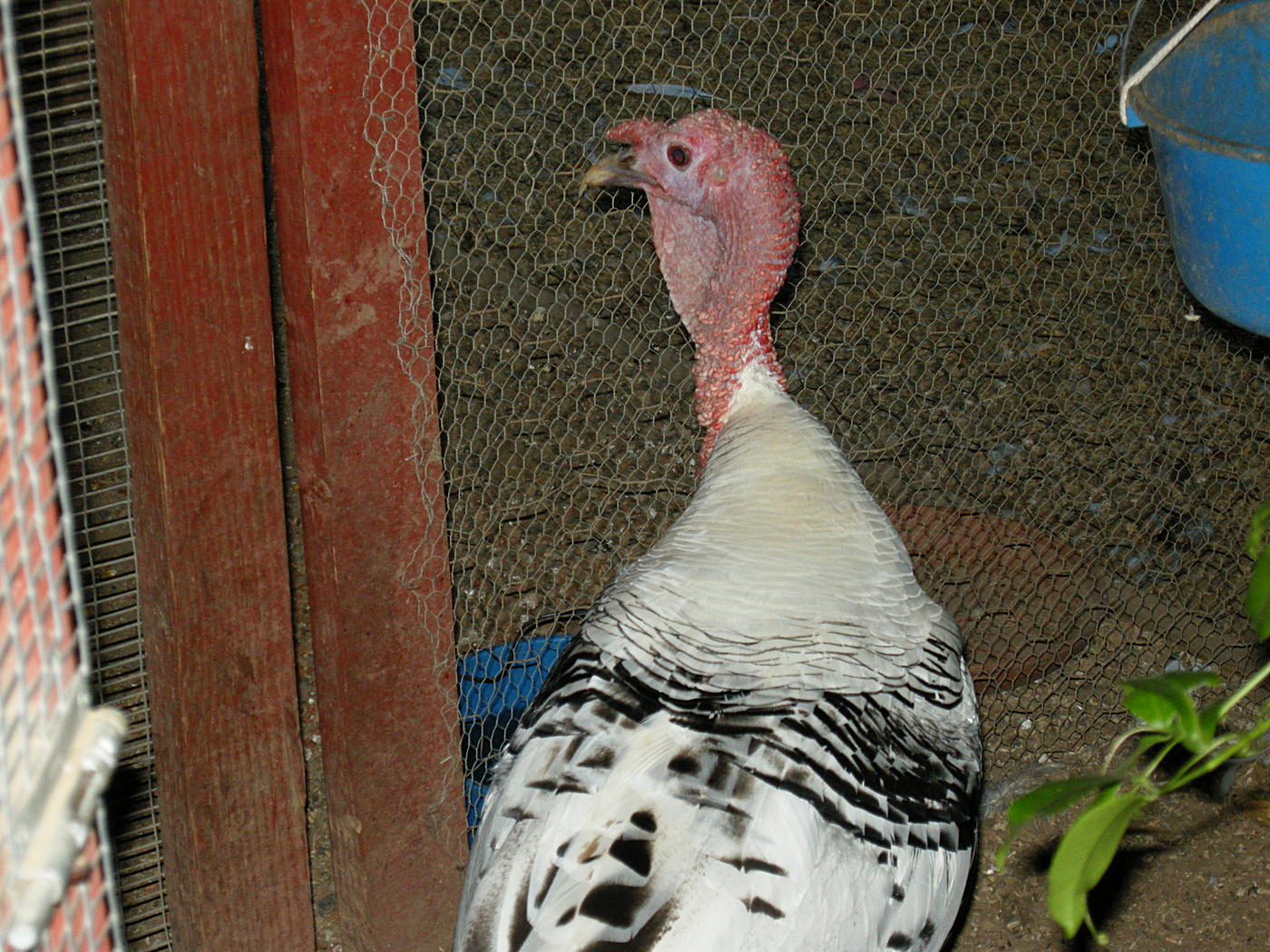 Turkey at Isis Oasis